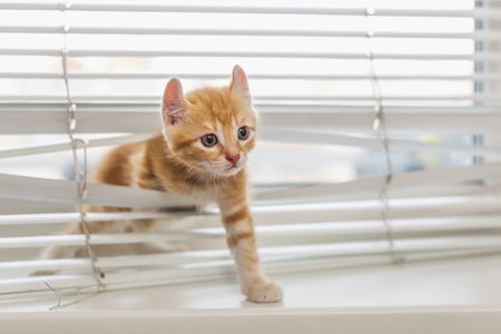 The Different Kinds of Hattiesburg to Jackson Metro Window Blinds Thumbnail
